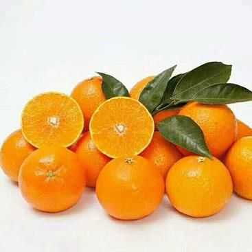 丑橘种植技术