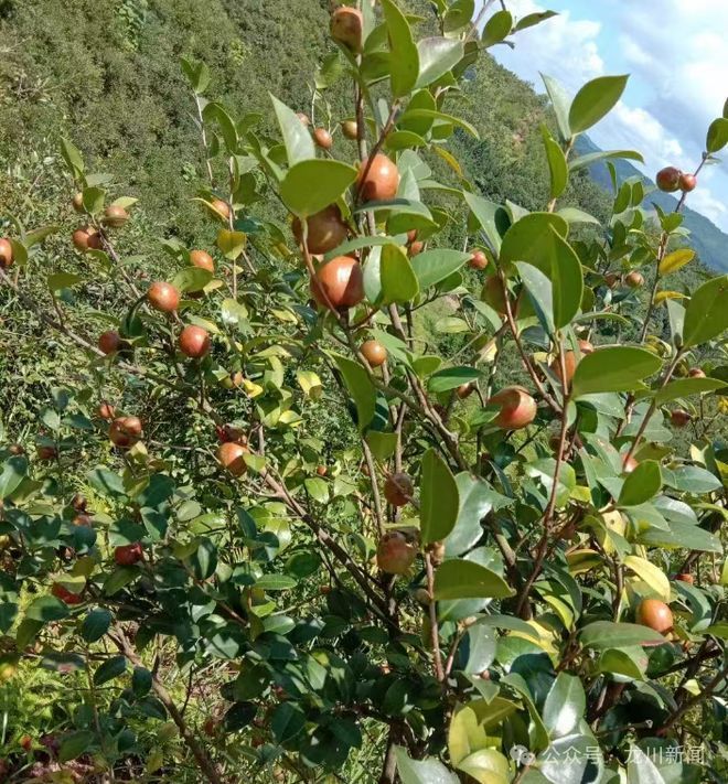 山茶油树种植技术