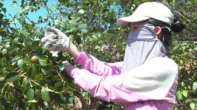 山茶油树种植技术