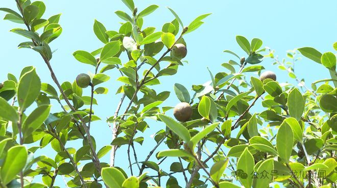 山茶油树种植技术