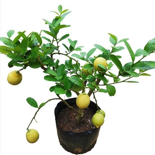 四季柠檬的种植技术