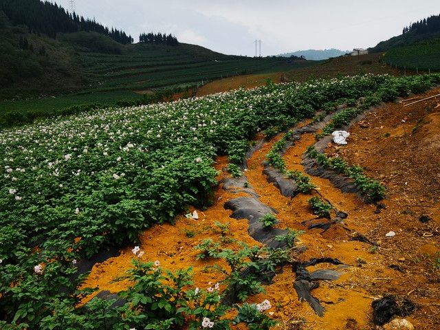 山东秋土豆种植技术