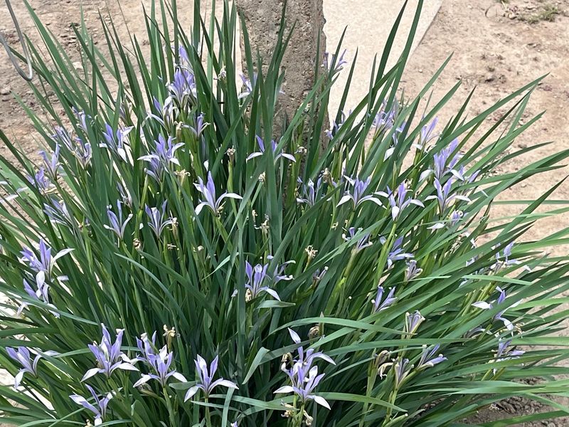 马兰花的种植方法