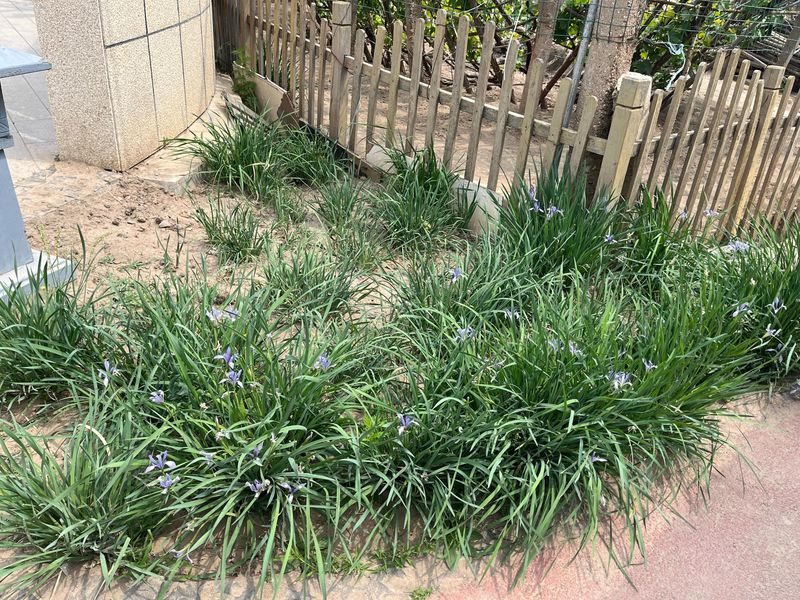 马兰花的种植方法