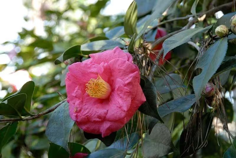 茶花种子的种植方法