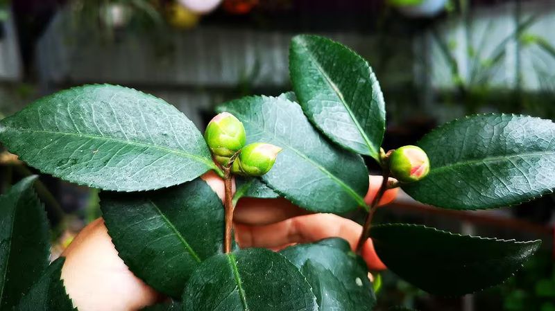 茶花种子的种植方法
