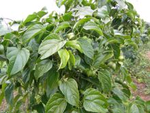 星油藤种植技术方案