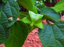 星油藤种植技术方案