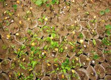 星油藤种植技术方案