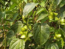 星油藤种植技术方案