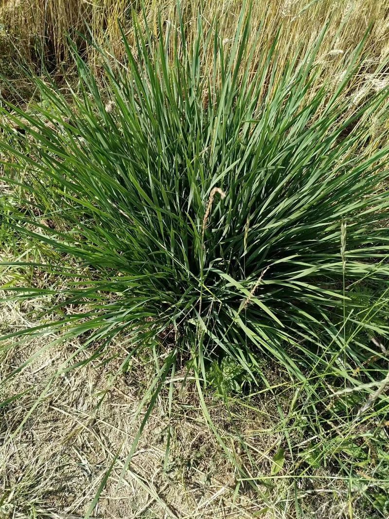 马兰花的种植方法