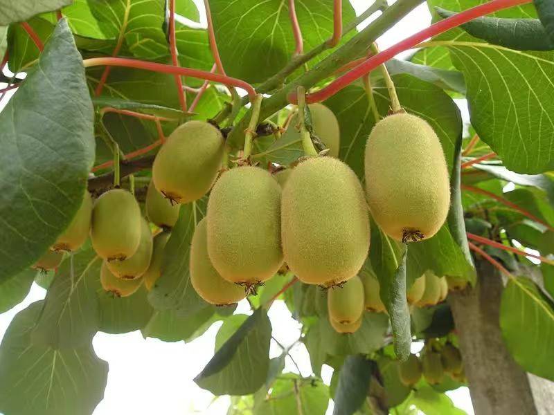 The way the monkey trees grow