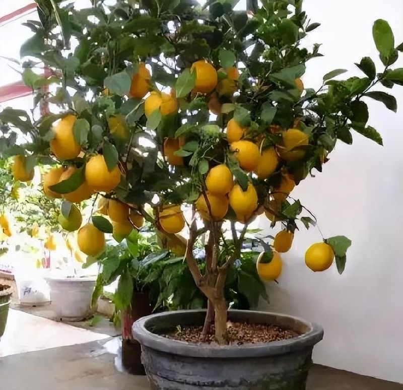 四季柠檬的种植技术
