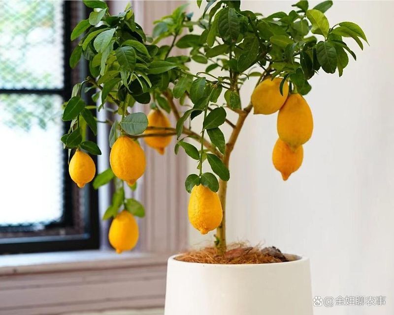 四季柠檬的种植技术