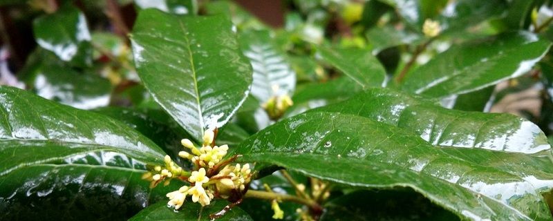 四季柠檬的种植技术