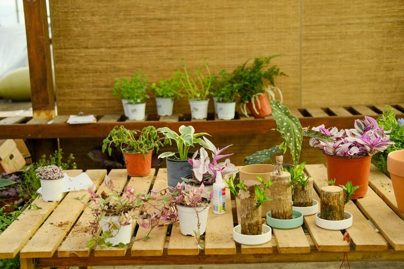 四季柠檬的种植技术