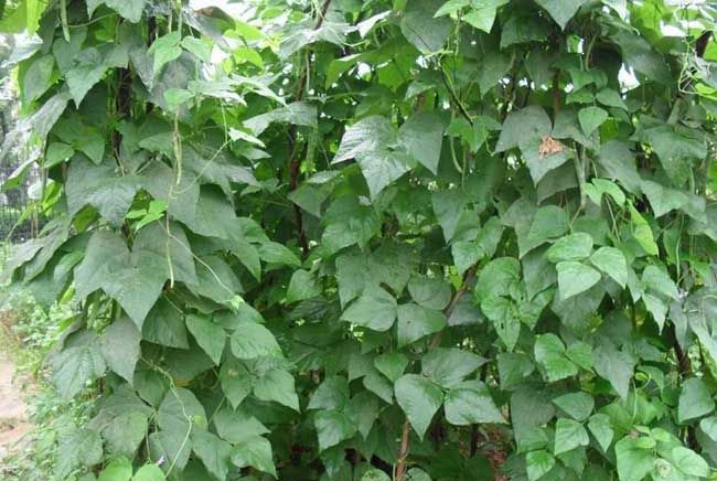 四季豆种植方法