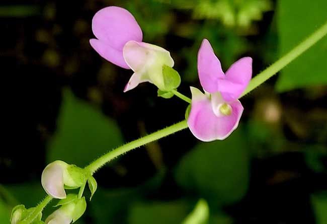 四季豆种植方法