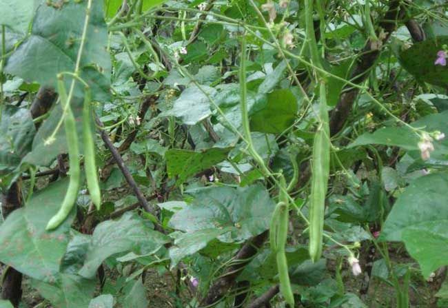 四季豆种植方法