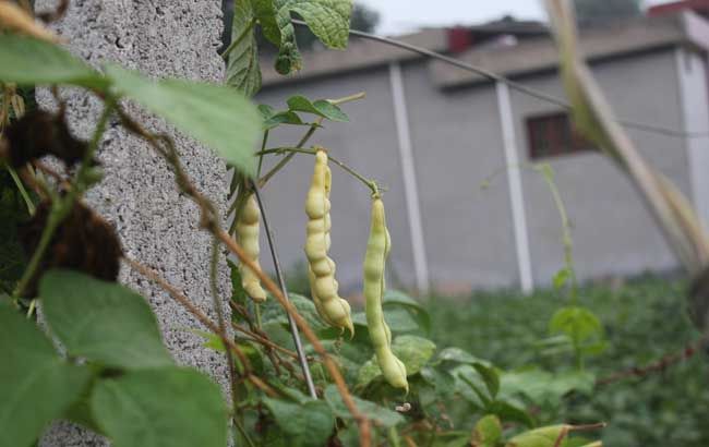 四季豆种植方法
