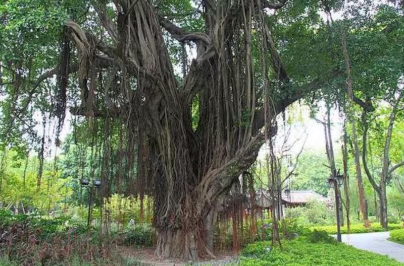 榕树种植方法