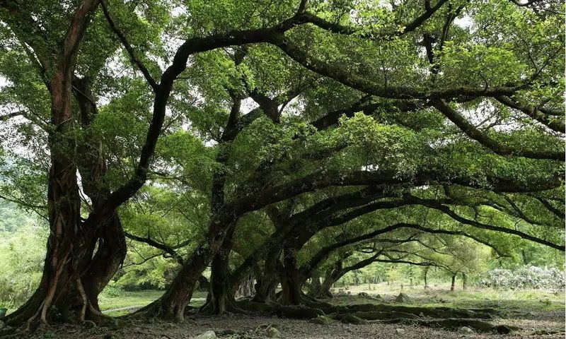 榕树种植方法