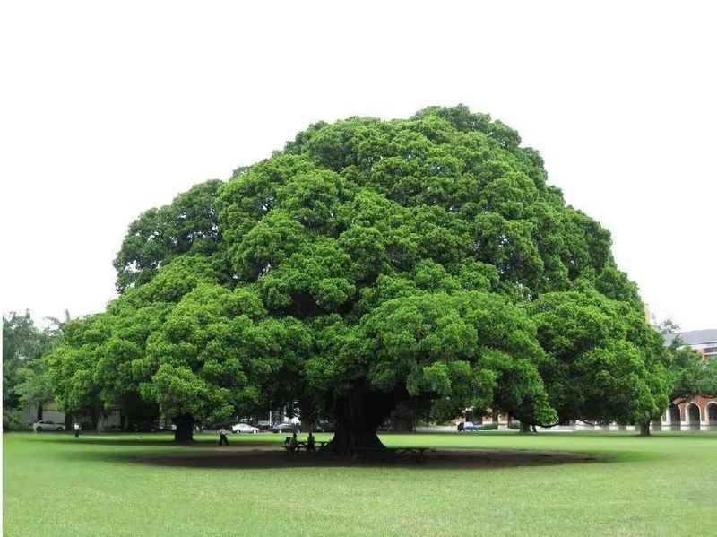 榕树种植方法