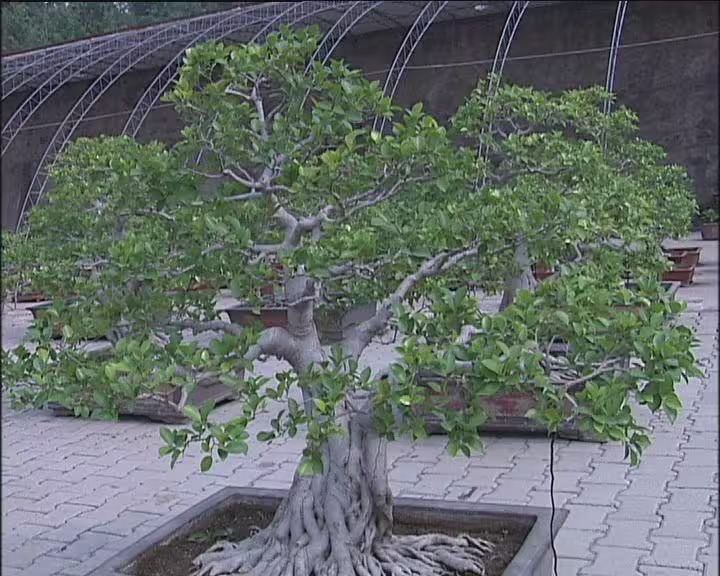 榕树种植方法