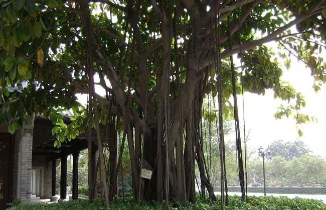 榕树种植方法