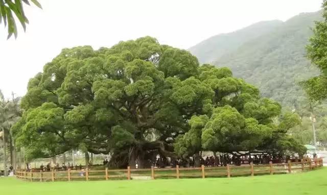 榕树种植方法