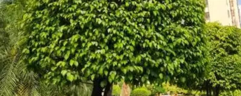 榕树种植方法
