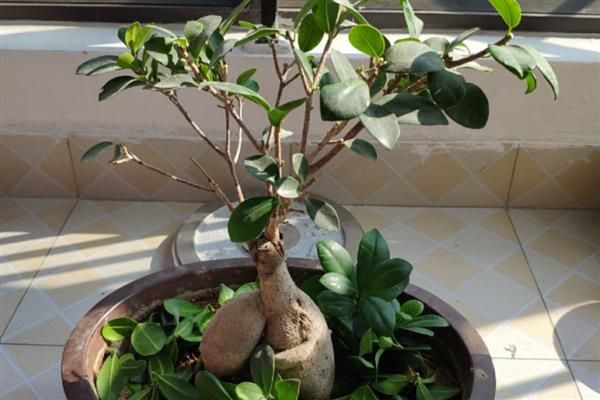 榕树种植方法
