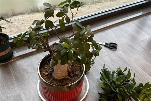 榕树种植方法