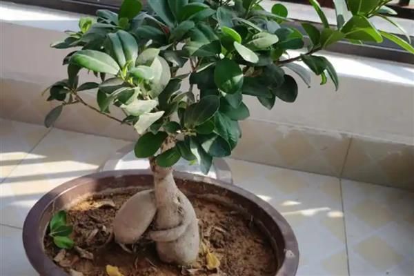 榕树种植方法