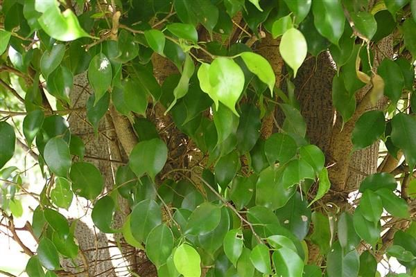 榕树种植方法
