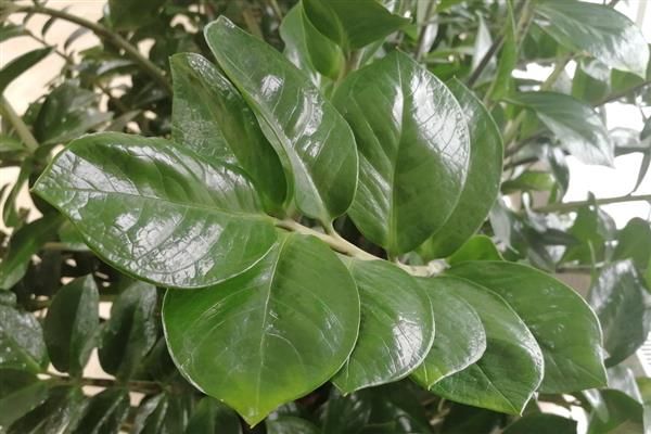 榕树种植方法
