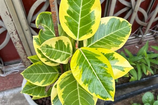 榕树种植方法