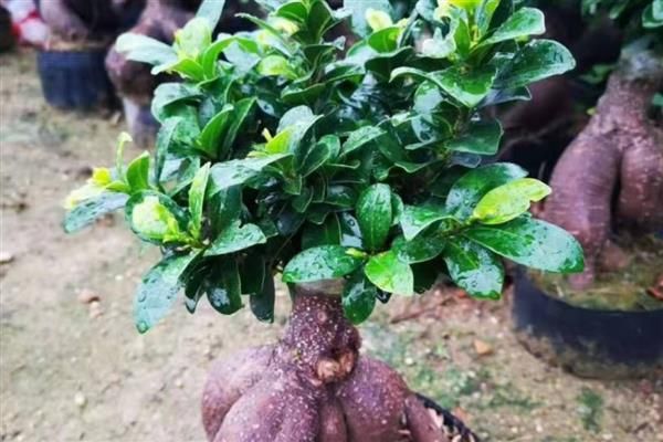 榕树种植方法
