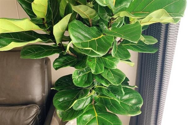 榕树种植方法
