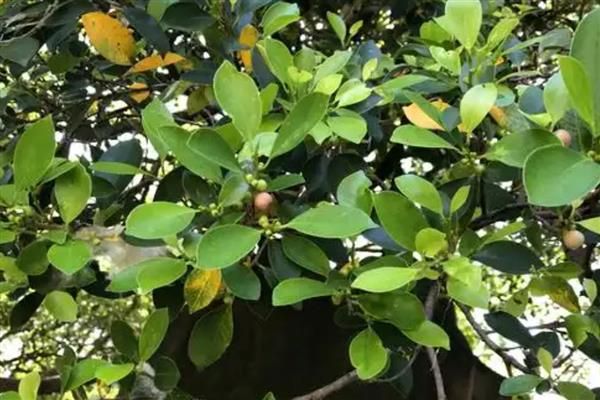 榕树种植方法