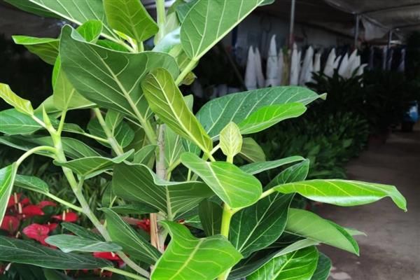 榕树种植方法