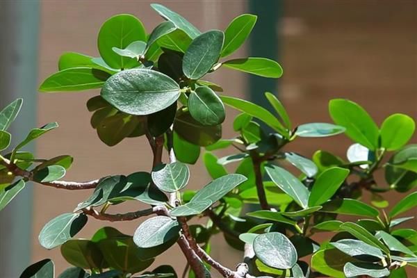 榕树种植方法