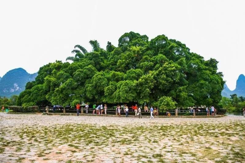 榕树种植方法