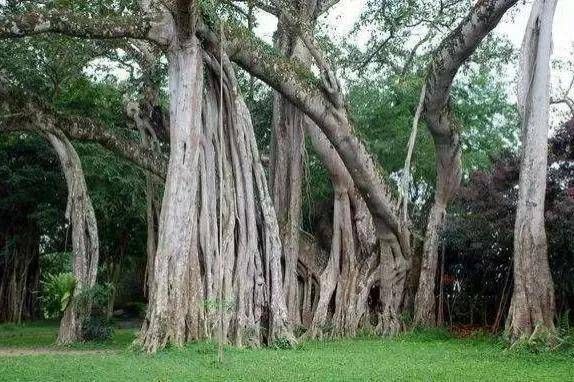 榕树种植方法