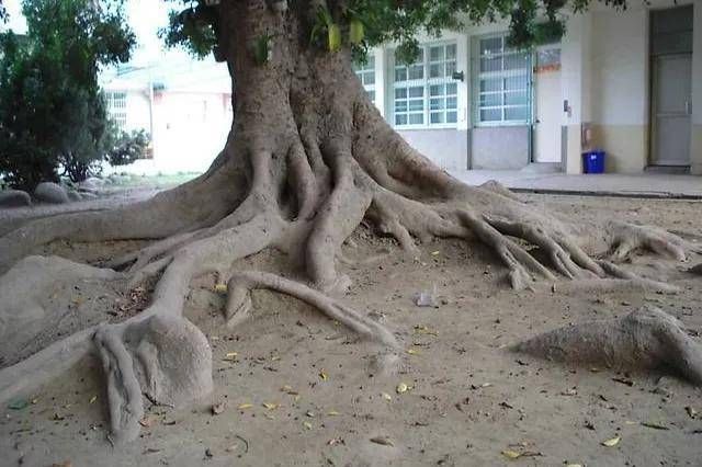 榕树种植方法