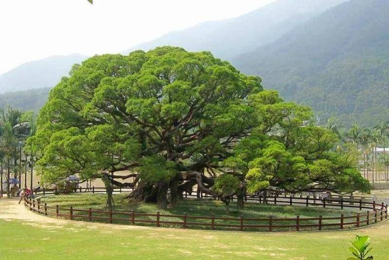 榕树种植方法