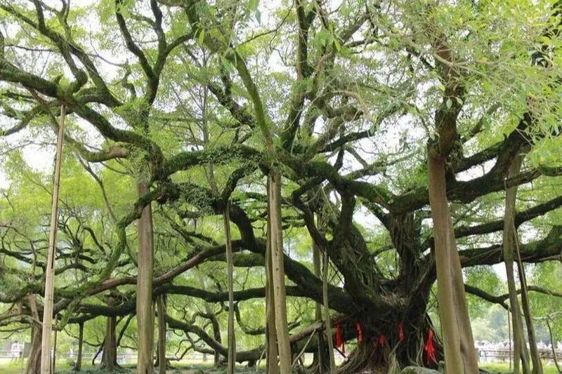 榕树种植方法