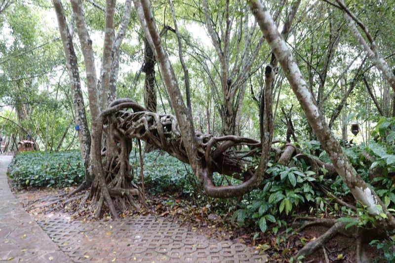 榕树种植方法