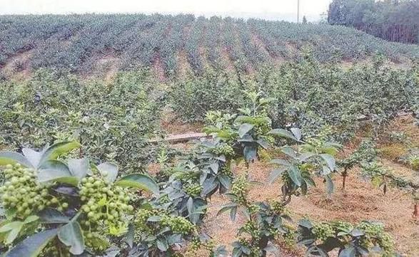 花椒树盆栽种植方法