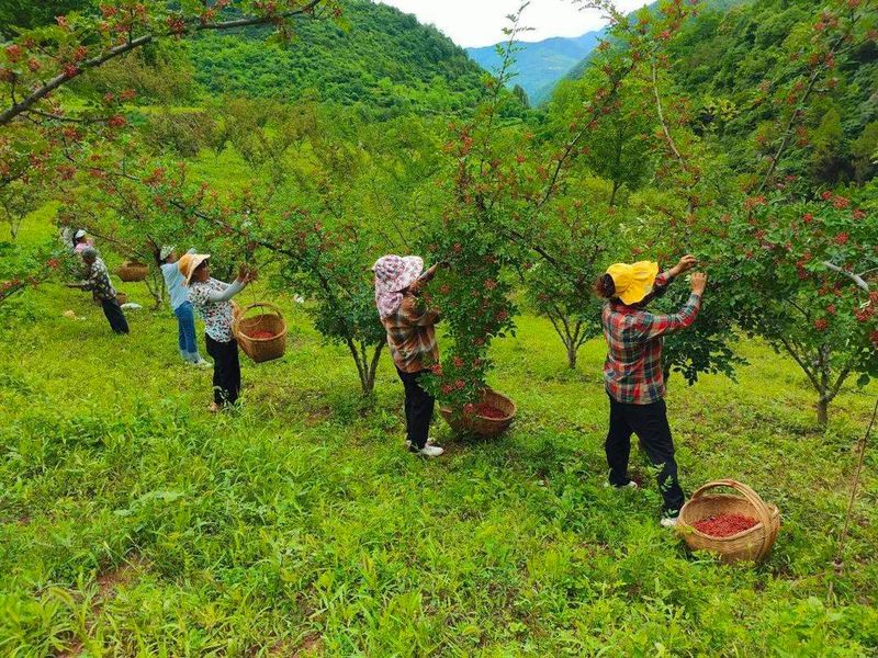 花椒树盆栽种植方法